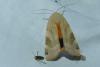 Noctua fimbriata